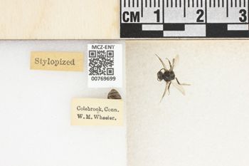 Media type: image;   Entomology 769699 Aspect: Labels